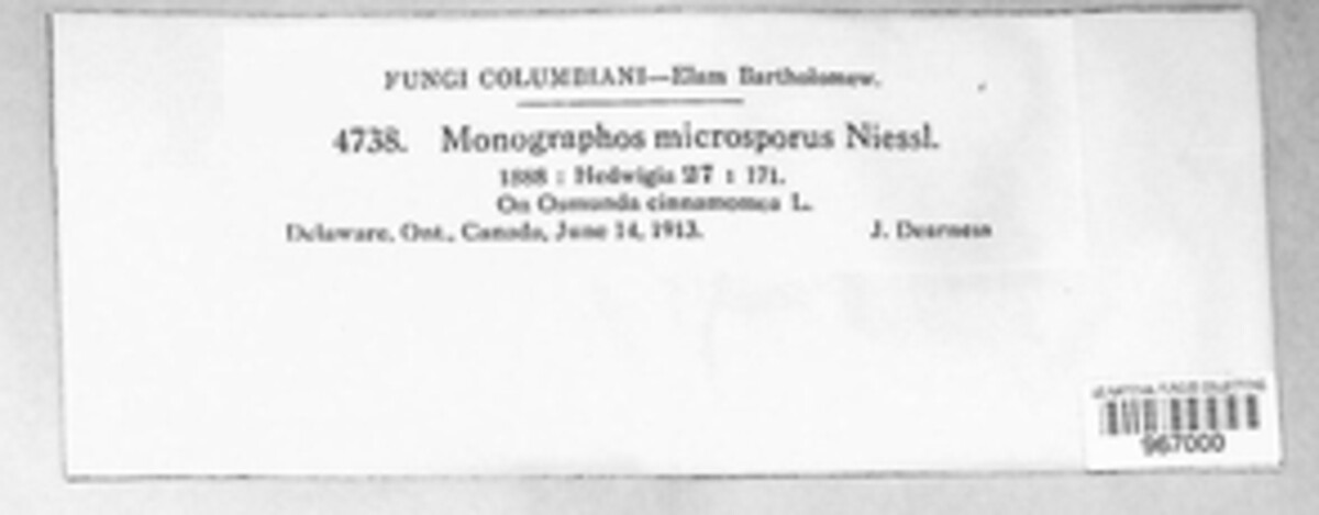 Scirrhia microspora image